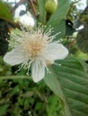 Guava blossoms have male and female flowers growing from the leaf& x27;s underarmpit blending into the sides with oval