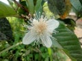 Guava blossoms have male and female flowers growing from the leaf& x27;s underarmpit blending into the sides with oval