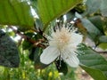 Guava blossoms have male and female flowers growing from the leaf& x27;s underarmpit blending into the sides with oval