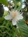 Guava blossoms have male and female flowers growing from the leaf& x27;s underarmpit blending into the sides with oval