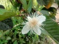 Guava blossoms have male and female flowers growing from the leaf& x27;s underarmpit blending into the sides with oval