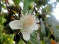 Guava blossoms have male and female flowers growing from the leaf& x27;s underarmpit blending into the sides with oval