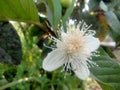 Guava blossoms have male and female flowers growing from the leaf& x27;s underarmpit blending into the sides with oval