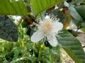 Guava blossoms have male and female flowers growing from the leaf& x27;s underarmpit blending into the sides with oval