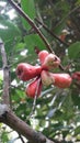 Guava Bool fruit in Indonesian language Royalty Free Stock Photo