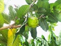 Guava on a branch with many green leaves