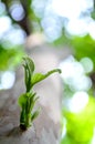 Guava buds Royalty Free Stock Photo