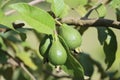 Cambodia. Guava. Siem Reap province.