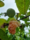 Guava eaten by bats Royalty Free Stock Photo