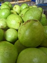 Guava is favored by people