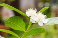 Guava flower in full bloom Royalty Free Stock Photo