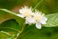 Guava flower in full bloom