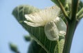 Guava flower