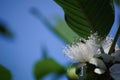 guava flower on the tree