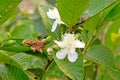 Guava flower