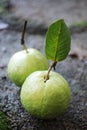 Guava fruit