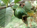 Guava fruit can be used as various medicines