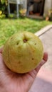 Guava fruit have vitamin c triple more than orange