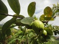 GuavaFruits