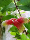 Guava fruit looks so fresh after the rain Royalty Free Stock Photo