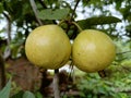 Guava fruit natural original spacial image baground
