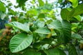 Guava fruit plant Royalty Free Stock Photo