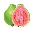 Guava Fruit Realistic Vector Illustration