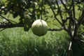 guava fruit still on the tree