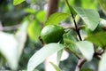 Guava Fruit on Tree