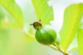 Guava fruit on guava tree in the nature green background Royalty Free Stock Photo