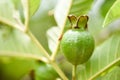 Guava fruit on guava tree in the nature green background Royalty Free Stock Photo