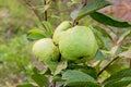 Guava fruit on the tree (Psidium guajava).