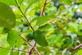 Guava fruit on the tree, Psidium guajava Linn. Zanzibar, Tanzania Royalty Free Stock Photo