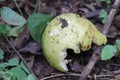 Guava fruit which is ripe and fallen from tree half rotten and surrounded by flies