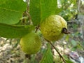 Guava fruits on the green leaves. Royalty Free Stock Photo