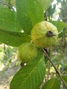 Guava fruits on the green leaves. Royalty Free Stock Photo