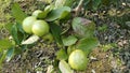 Guava garden at Gokulpur, Kataganj, Nadia, West Bengal, India, PON - Royalty Free Stock Photo