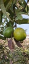 Guava is good fruit in India Royalty Free Stock Photo