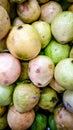 guava is a good fruit with much seeds and red color inside the skin green yellow and white because its full vitamin and nutrition Royalty Free Stock Photo