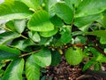 Guava Grafted Plant in a Big Container with Guava Fruit