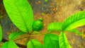 Guava green fruit and leaves