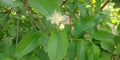 Guava green leaf with flowers