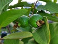 Guava Green leafs background