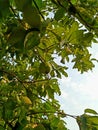 guava green plant and fruits in garden