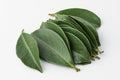 guava, guava leaf Royalty Free Stock Photo