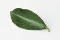 guava, guava leaf Royalty Free Stock Photo