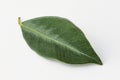 guava, guava leaf Royalty Free Stock Photo