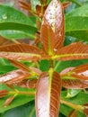 Guava Leaf Shoots After the Rain Royalty Free Stock Photo
