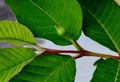 Guava leaf with small green guava