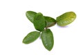 Guava leaves Royalty Free Stock Photo